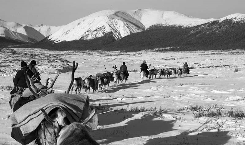 reindeer migration mongolia 